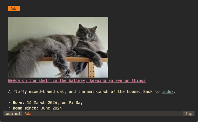 a note with a photo of Ada shown inline, in kitty