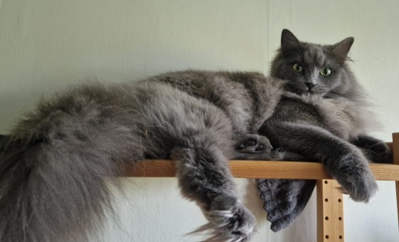 Ada, a fluffy grey mixed-breed cat, lying on a shelf and looking at the camera